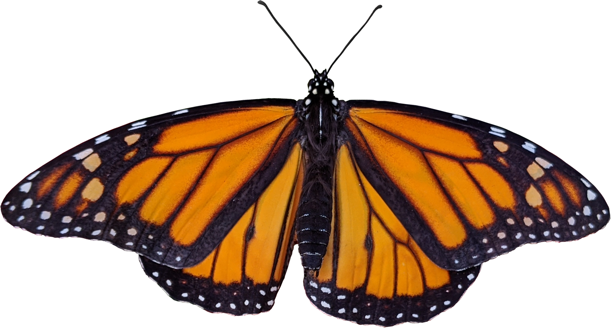 #monarch